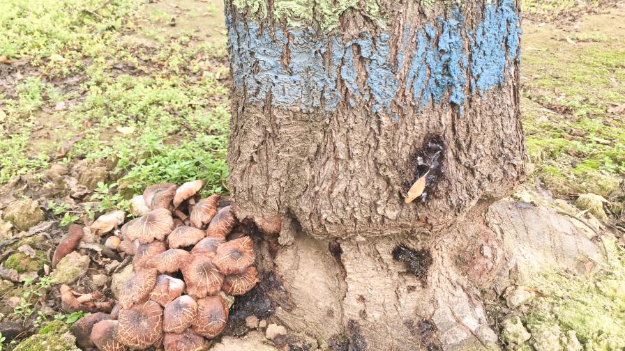 oak root fungus symptoms on almond tree