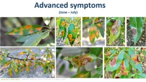 Red Leaf Blotch: Mitigating an Epidemic in Almonds