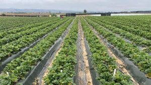 What To Know About the Growth Potential of Biofertilizers