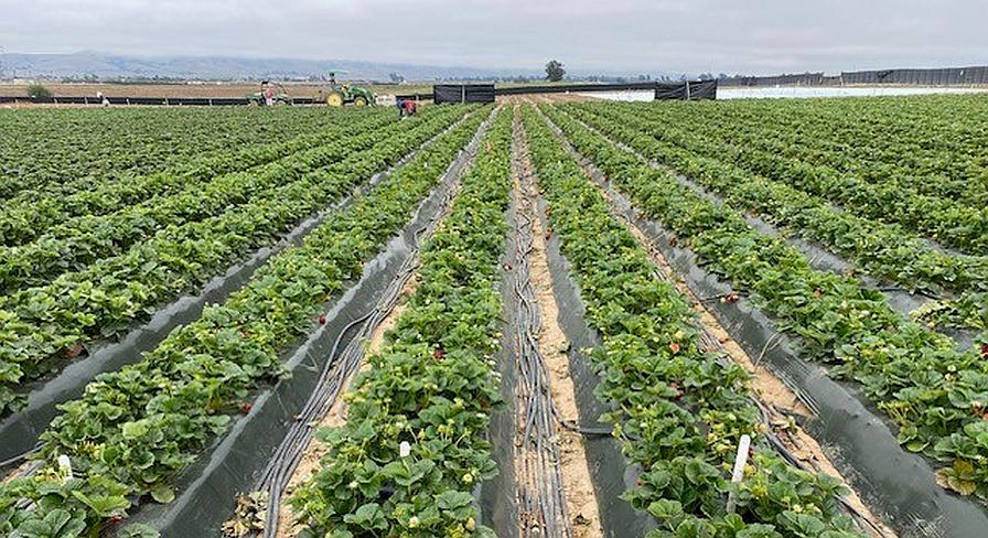 What To Know About the Growth Potential of Biofertilizers
