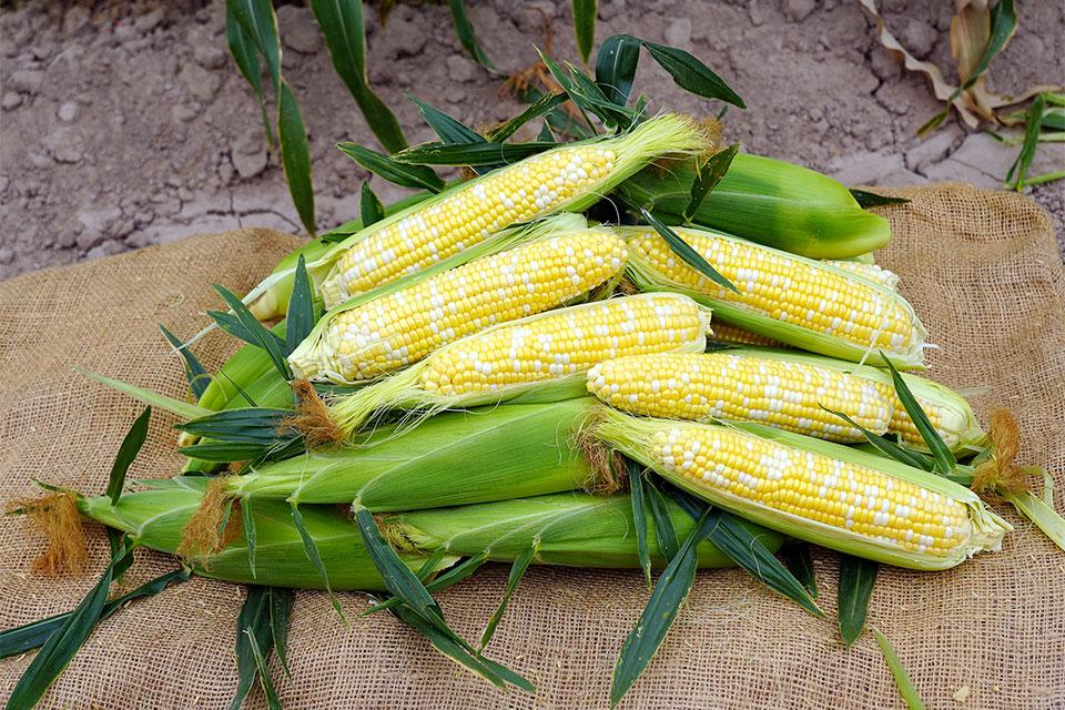 Crookham sweet corn