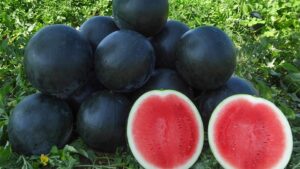 Watermelon Field Day Highlights 26 Varieties - Growing Produce