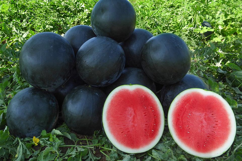 Watermelon Varieties You Will Want Grow in 2026