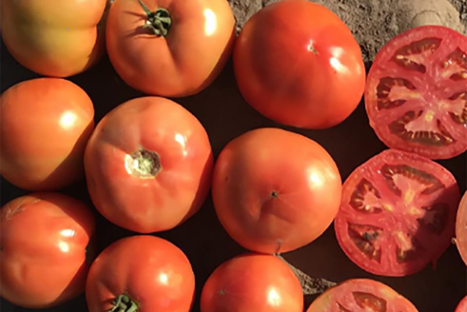 Bejo Seeds tomatoes