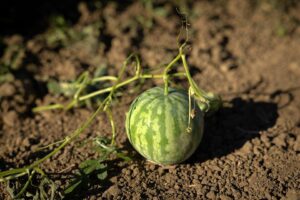 Chaperone F1 (HM.Clause, Harris Seeds DBA Garden Trends, Inc.)