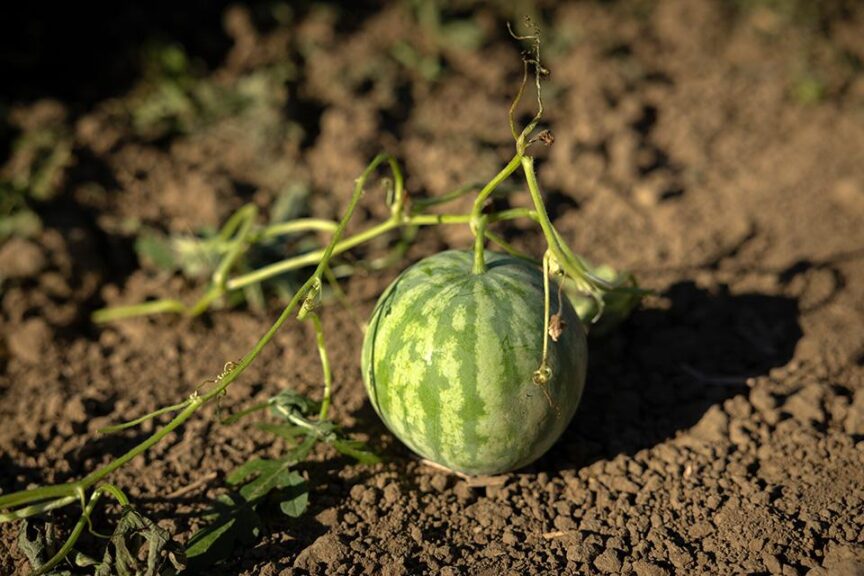 Chaperone F1 (HM.Clause, Harris Seeds DBA Garden Trends, Inc.)
