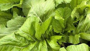 How Revival of Public Plant Breeding Benefits Veggie Growers