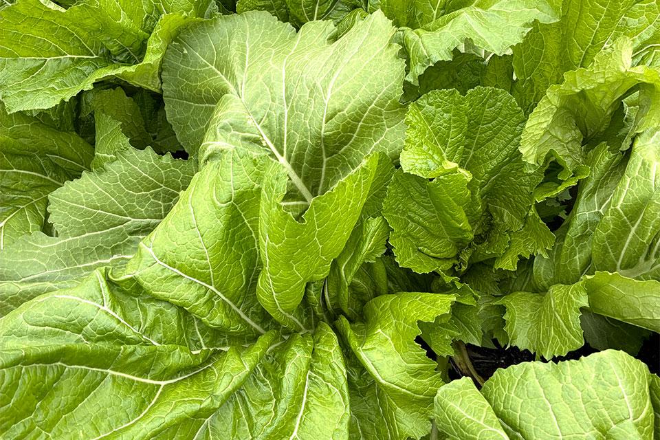 'Charleston Broadleaf' mustard