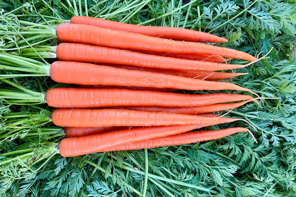 Nunhems Percyst carrots