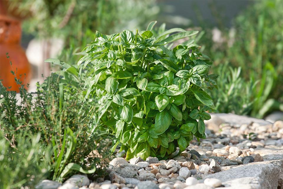 Seeds by Design Piedmont basil