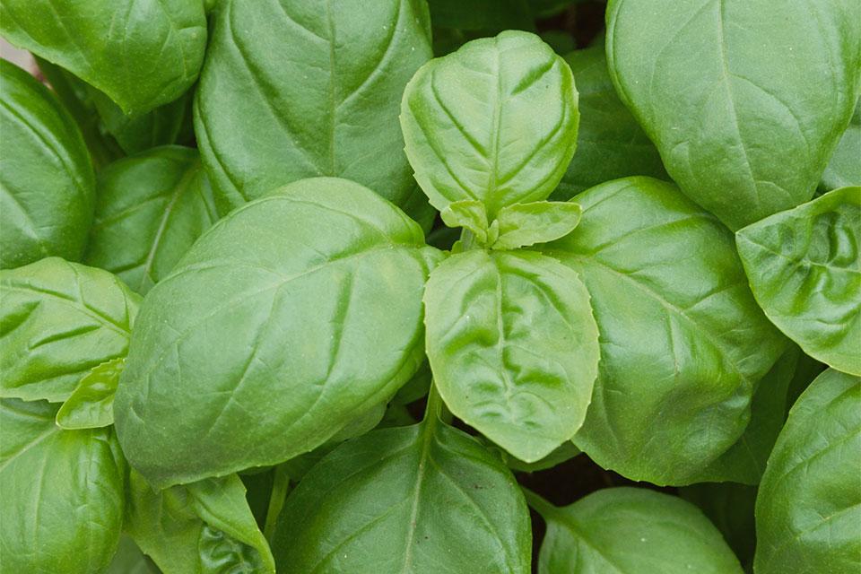 Seeds by Design Treviso basil