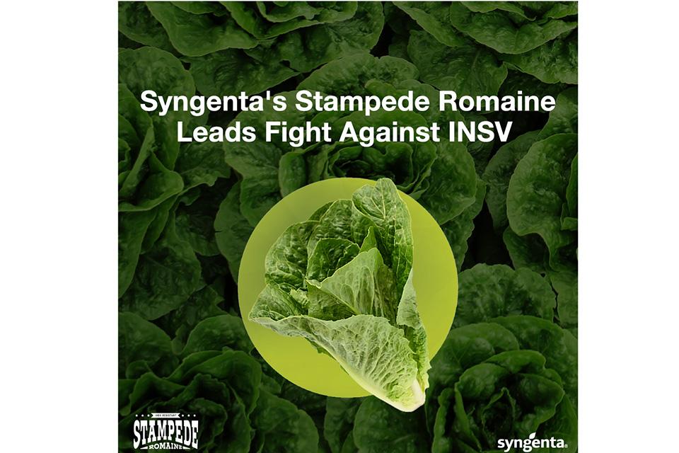 Syngenta Stampede Romaine lettuce promo