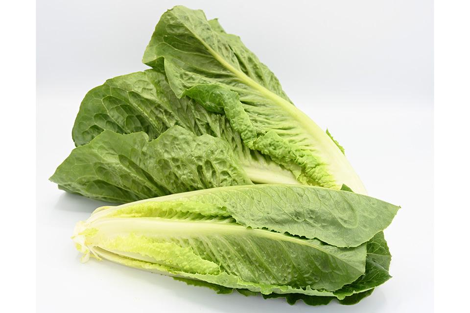 Syngenta Stampede Romaine lettuce closeup
