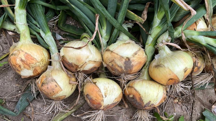 Athens 4021 onions