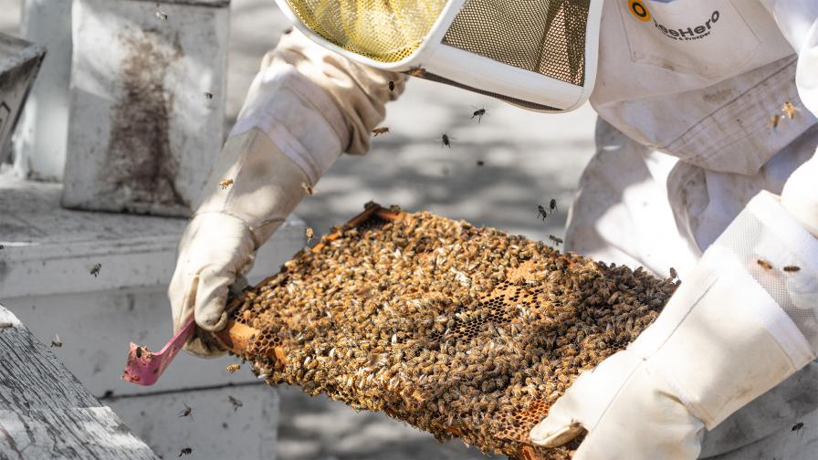Pollination Lessons Learned From Inside the Almond Orchard