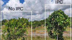 Covering the Bases To Revive HLB-Infected Citrus Trees