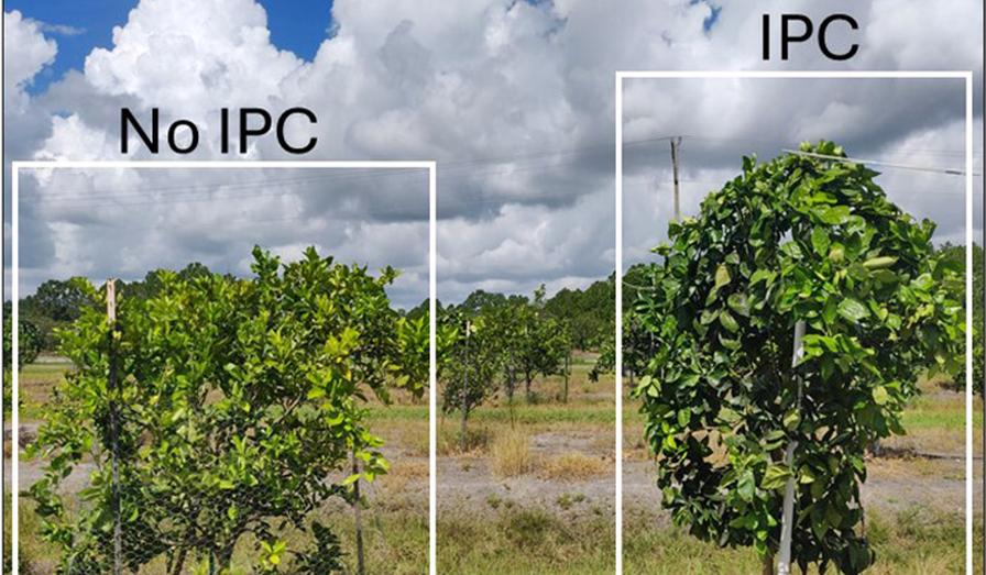Field trial showing difference between citrus trees with IPCs and without