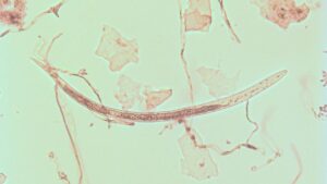 Expert Advice on How Fruit Growers Can Control Nematodes