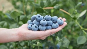 Fall Creek Nursery To Reveal New High-Chill Blueberry Variety