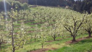 Ways Pear Growers Are Making Their Orchards Pencil Out
