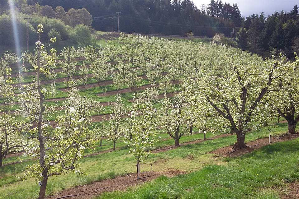 Ways Pear Growers Are Making Their Orchards Pencil Out