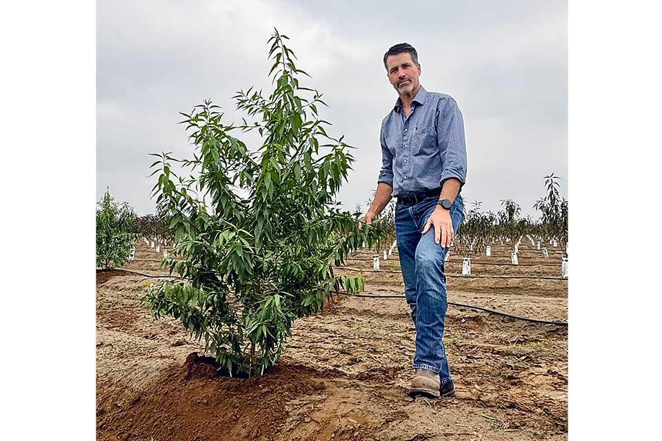 Tom Burchell standing next to Nonpareil almond tree