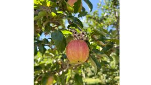 How AI Can Work To Solve Labor Challenge for Fruit Growers