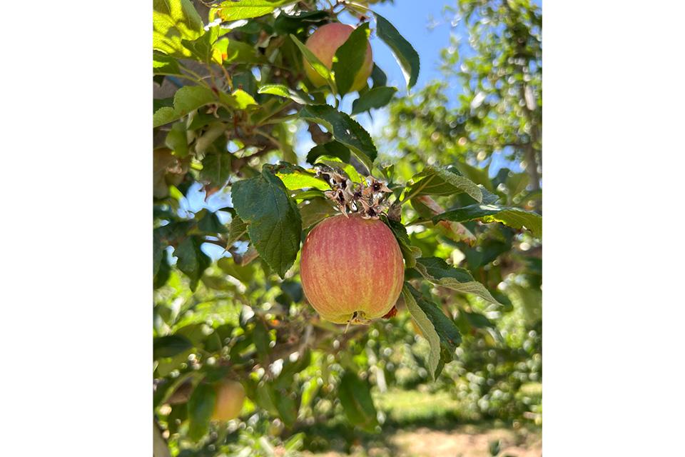 fruit hanging in Washington apple orchard