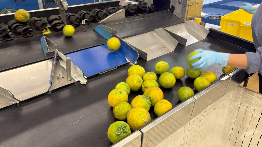 Hope Grows for Florida Citrus in Special Millennium Block Project