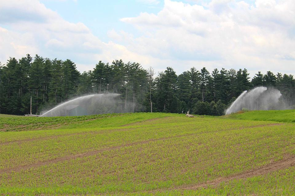 overhead irrigation at Brookdale Fruit Farm