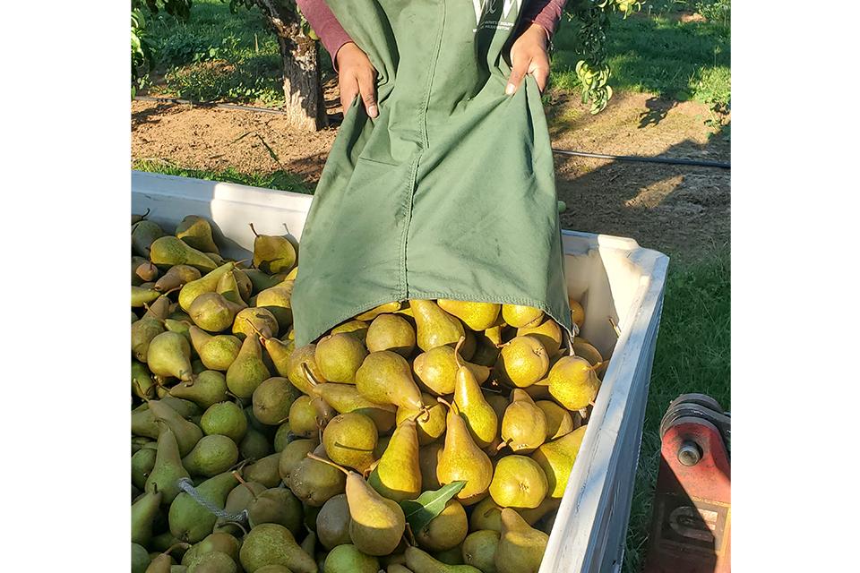 Pear harvest at Tamura Orchards