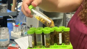 Scientists Gain Ground In Effort To Prevent Pistachio Hull Split