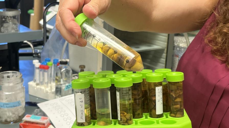 Scientists Gain Ground In Effort To Prevent Pistachio Hull Split