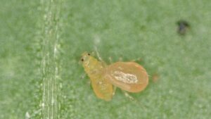 New Research Brings Good News for Strawberry Growers Under Siege From Pests