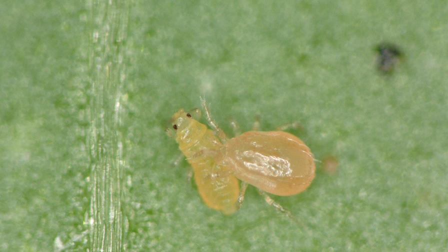 New Research Brings Good News for Strawberry Growers Under Siege From Pests