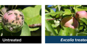 Start Early, Stay Persistent on Apple Scab Management