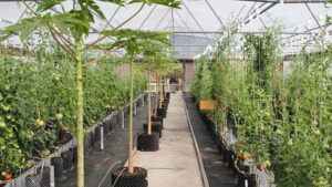 Banker Plants for Better Pest Control in the Greenhouse