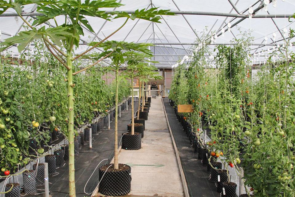 Banker Plants for Better Pest Control in the Greenhouse