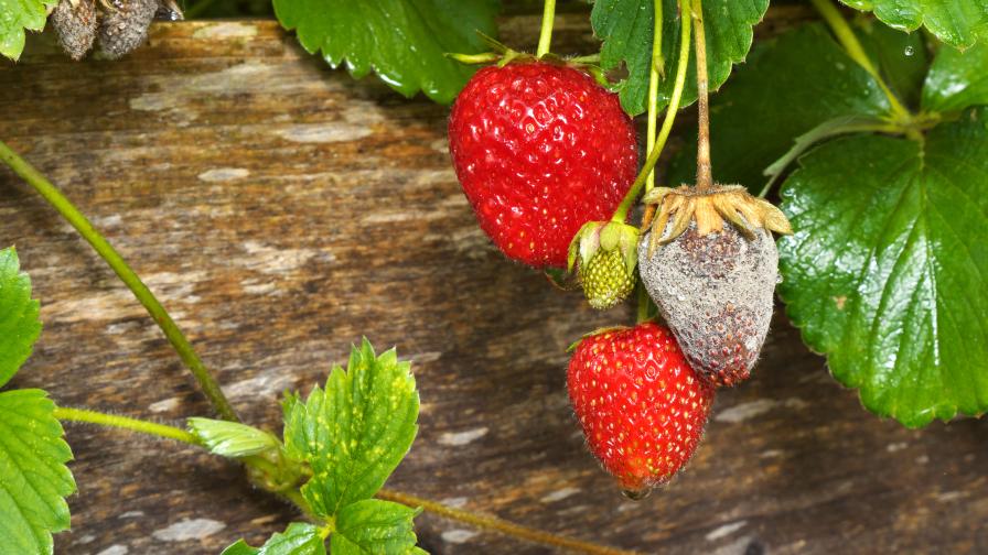 6 Keys to Success Using Biofungicides on Your Fruit Crops