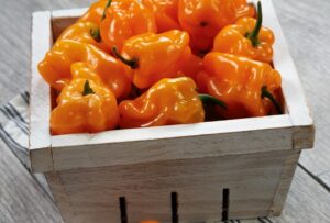 Chaak (Sakata Seed America, Stokes Seeds Inc.)