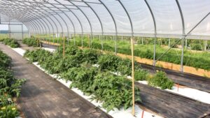 Getting the Most Out of Growing Tomatoes in High Tunnels
