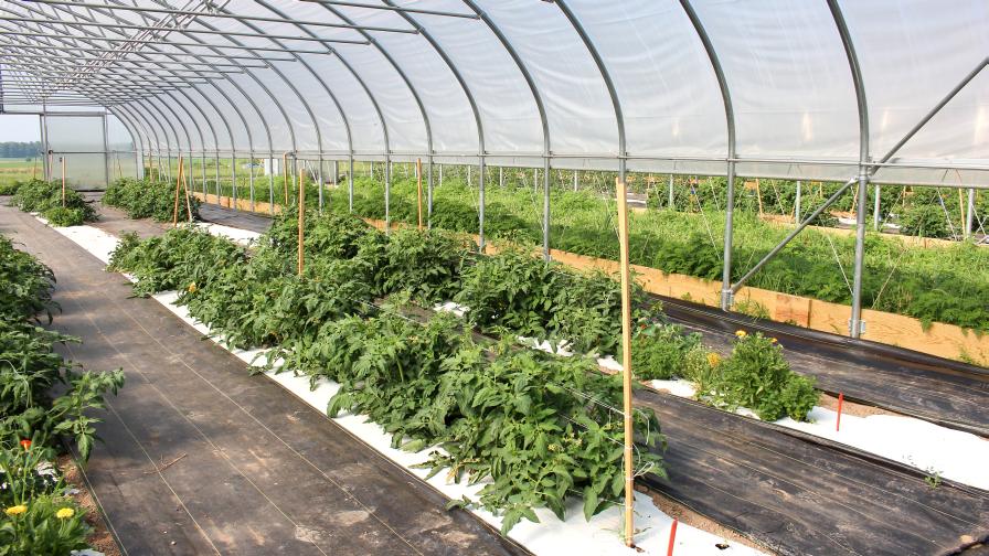 High tunnel tomato production