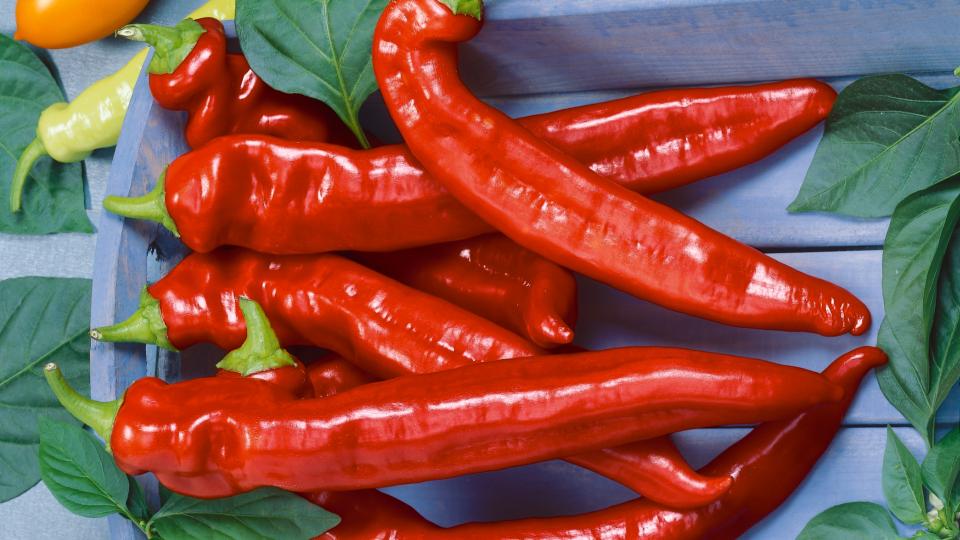 Hot Portugal (Terra Organics)