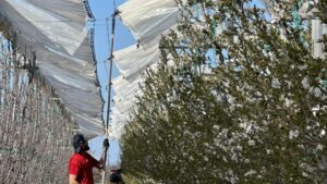 What Fruit Growers Have in Their Production Plans for 2026