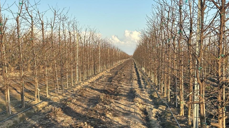 Stone Fruit Growers Finding New Success Through Resiliency
