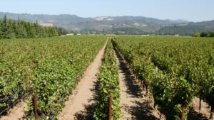 Silver Linings for the California Wine Grape Industry