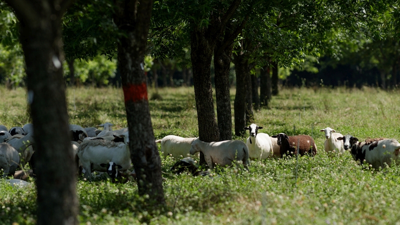 Sheep grazing