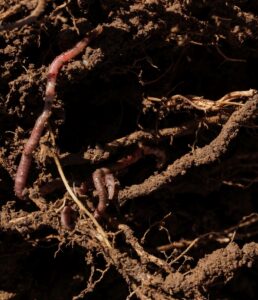 worms in soil