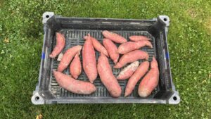 Growing Sweet Potatoes in the Pacific Northwest