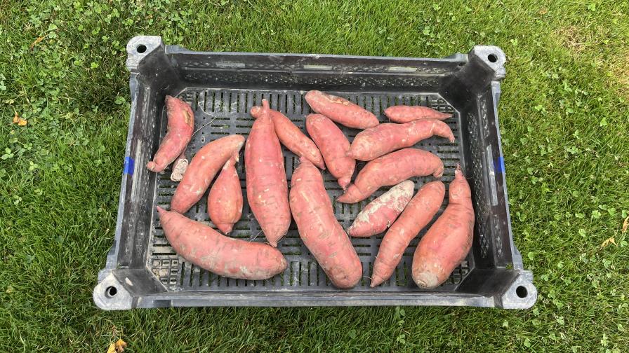Washington State sweet potatoes